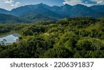 Small photo of The exuberant Atlantic Forest within the protected area of the Guapiacu Ecological Reserve, in the metropolitan region of Rio de Janeiro.