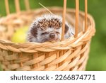 Small photo of Cute African Pygmy Hedgehog snorts funny