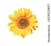 Ripe Sunflower With Yellow...