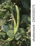 Small photo of Phaseolus vulgaris on tree in farm for harvest are cash crops