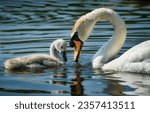 A swan with a baby swan in the...