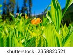 Small photo of Lily flower on a summer meadow. Summer lily flower. Lily flower in summer garden. Lily flower