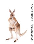 Kangaroo Isolated On White...