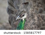  Head Of A Female Peacock With...