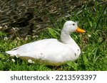 A White Duck With An Orange...