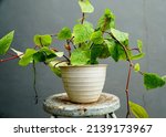 Small photo of Betel vines plant in white pot with dangling stems