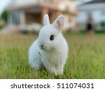 Small photo of Netherland dwarf rabbit, call ND in short word. color is white with blue eye . age baby 54 days. Standing in lawn.