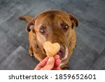 Cute Labrador dog getting heart shaped cookie. Dog's treats close up photo.  The owner gives his dog training award. 