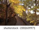 Autumnal and night view of yellow maple trees and trail on the rampart of Gongsanseong Fortress at Geumseong-dong of Gongju-si, South Korea
