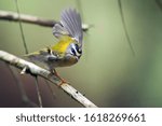 Small photo of Firecrest-The Common Firecrest (Regulus ignicapilla) also known as the Firecrest, is a very small passerine bird in the kinglet family