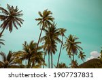 Beautiful Coconut Palm Tree In...