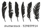 Feathers Of Birds. 