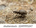 Small photo of Alfalfa snout beetle, Otiorhynchus ligustici on ground