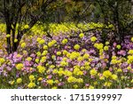 Small photo of Carpet of pink, yellow and white everlasting wildflowers as far as the eye can see. Popular Coalseam Conservation Park situated in middle of the Western Australian wheat belt region.