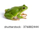 European Green Tree Frog  Hyla...