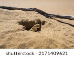 toadhead agama lizard in its burrow in the sand of the desert