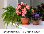 Various Home Plants   Begonia ...