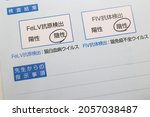 Small photo of Documents on FIV,FeLV. Translation: test results. Antigen. Antibodies. Detection. Positivity. Negative. Feline leukemia virus. Feline immunodeficiency virus. Instructions from the doctor.