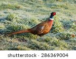 Cock Pheasant Strolling Through ...