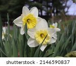 Two Yellow And White Daffodils...
