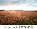 Small photo of Summer landscape with a field of blooming pink clover, in the natural soft sunset sunlight. Field of red clover Trifolium pratense. Forage crop for livestock grazing.