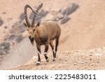 Small photo of The Nubian ibex (Capra nubiana) is a desert-dwelling goat species found in mountainous areas of Algeria, Egypt, Ethiopia, Eritrea, Israel, Jordan, Lebanon, Oman, Saudi Arabia, Sudan, and Yemen.