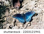 Red Spotted Purple Butterfly ...
