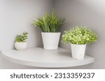 Three green house plants in white flowerpots on a shelf, interior design with flowerpots in a room interior, ikea style
