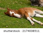 Cute Little Pony Sleeping On...