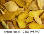 Various leaves on a wooden...