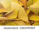 Autumn style background with...