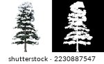 White fir tree isolated on...