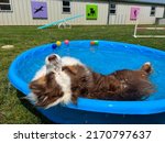 Small photo of Young brown and white miniature Australian shepherd dog laying in blue kiddie pool outside in daycare yard on sunny summer day. Relax