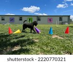 Small photo of Dog enrichment game at boarding and daycare