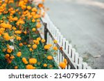 Abstract of picket fence among wildflowers, in a front yard, with digital painting effect, for themes of summer, gardens, horticulture
