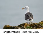 The great black-backed gull perched on a rock