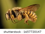 Bee Macro Specimen  Flying...