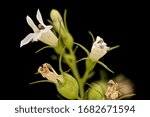 Small photo of Lobelia inflata, Indian tobacco, Flower and plant Macro material on black background