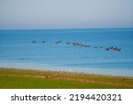 A Flock Of Canada Geese Flies...