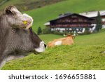 Austrian Cow  Bos Taurus ...