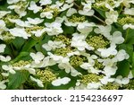 Hydrangea Arborsecens Commonly...