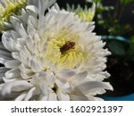 A Fly On White Flower Pettles