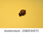 Small photo of On a yellow background is a voracious red larva of the Colorado potato beetle, a pest of vegetable gardens.