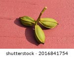 Pecan Husks On A Red Background