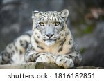A White Snow Leopard Lies With...