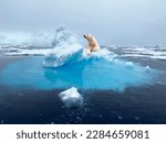 A magnificent polar bear proudly climbed onto a melting snow floe