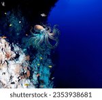 Small photo of Magnificent giant Pacific octopus between the crevices of underwater rocks close-up
