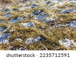 Winter sunny day old dry grass covered with snow close up as background