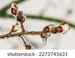 Close-up of a willow branch with icy buds from rainwater in early spring