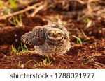
Brown Burrowing Owl Brasilian Bird